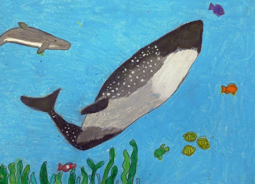 1st Grade 2nd Place. 'Blue Whale' by Vani G. Kotpalliwar from Chadbourne Elementary School. Image courtesy US Fish and Wildlife Service.